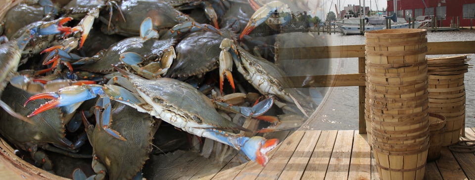Crabs On Dock